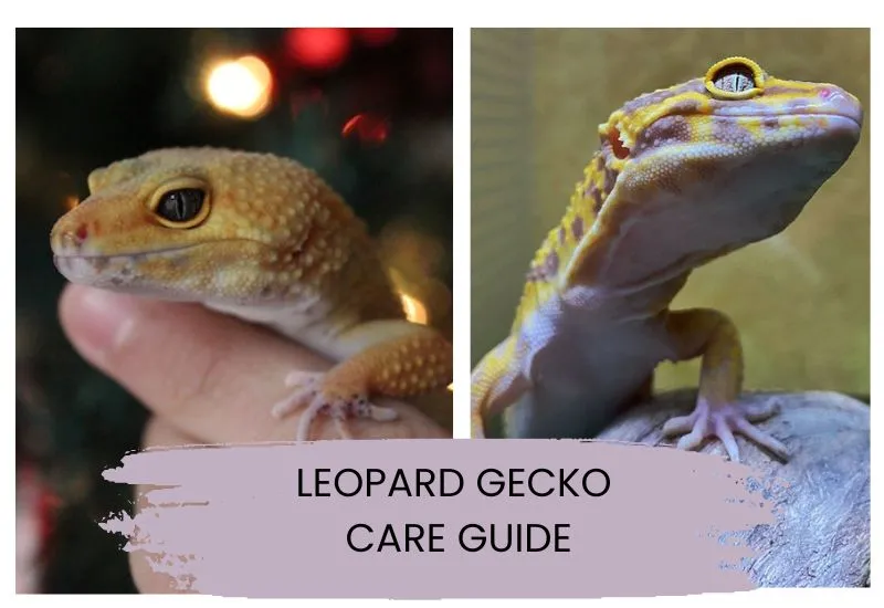 Leopard gecko care guide