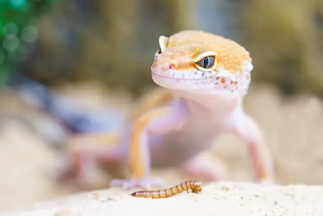 gecko eating mealworm