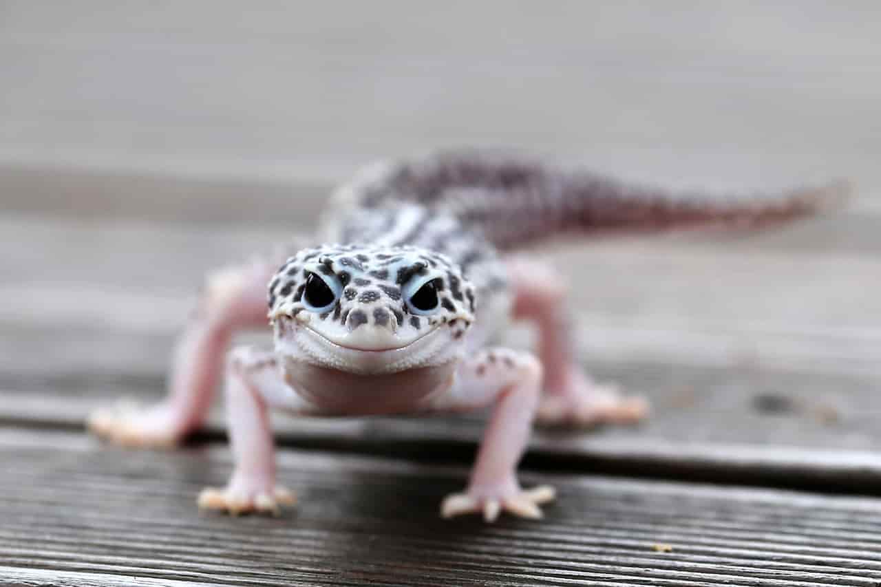 lavender leopard gecko