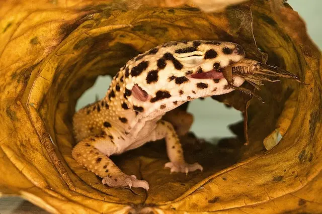 leopard gecko eating crickets