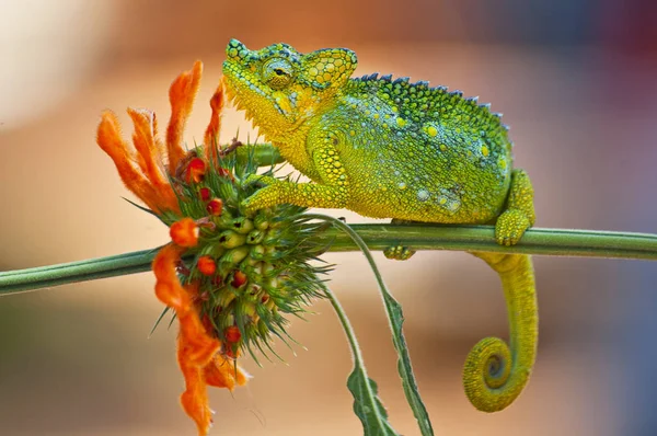 helmed chameleon in a plant