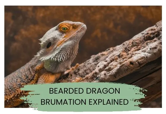Bearded Dragon Brumation Explained