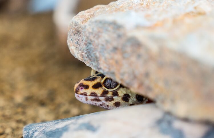 Leopard gecko hide