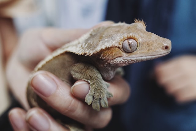 crested gecko on hand