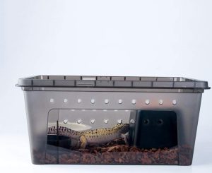 gecko in transport box