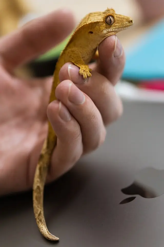 Handling crested gecko