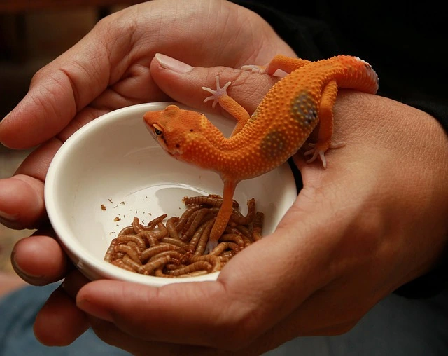 gecko eating mealworms