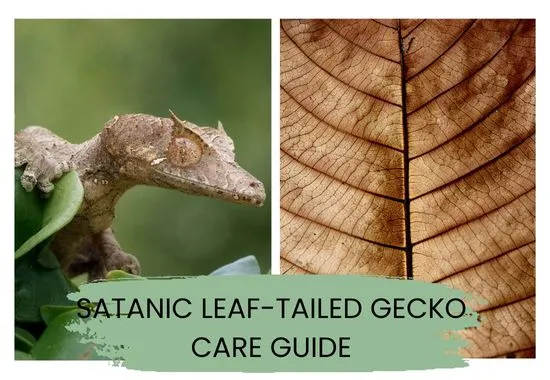 Satanic Leaf-Tailed Gecko Guide