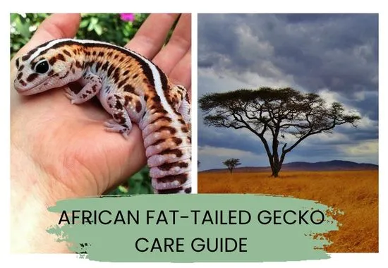 african fat tailed gecko guide