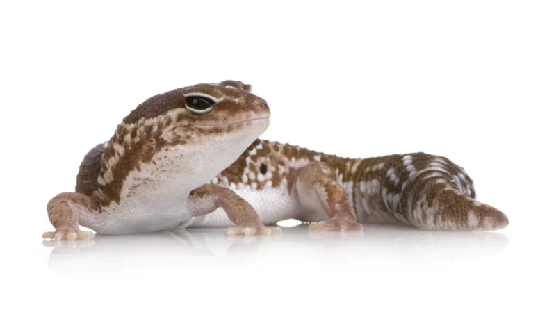 african fat tailed gecko generic e1667138363188