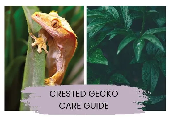 crested gecko care guie