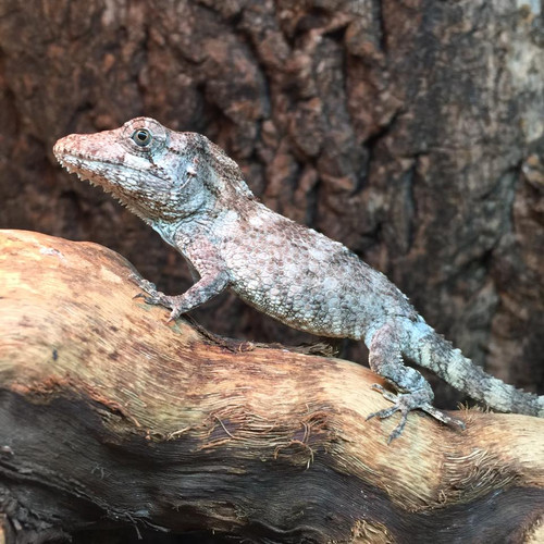 Cuban False Chameleon—Care Guide and Facts - Cozy Lizard