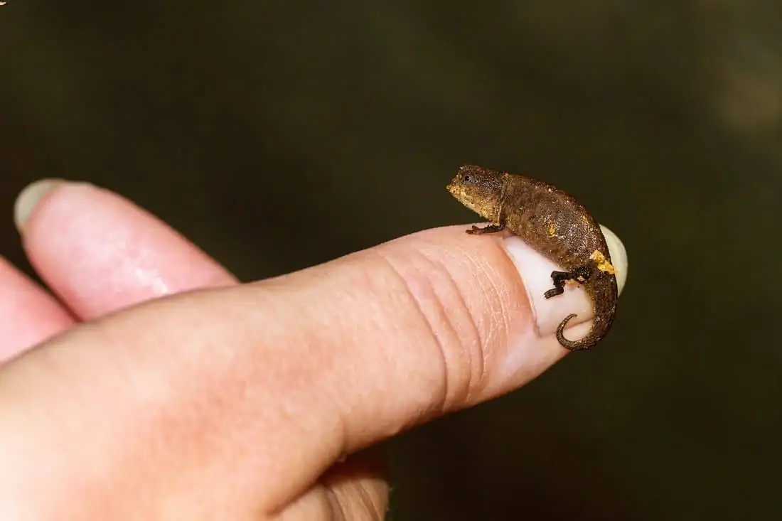 pet pygmy chameleon owner hand