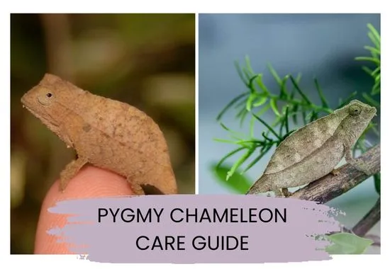 pygmy chameleon care guide