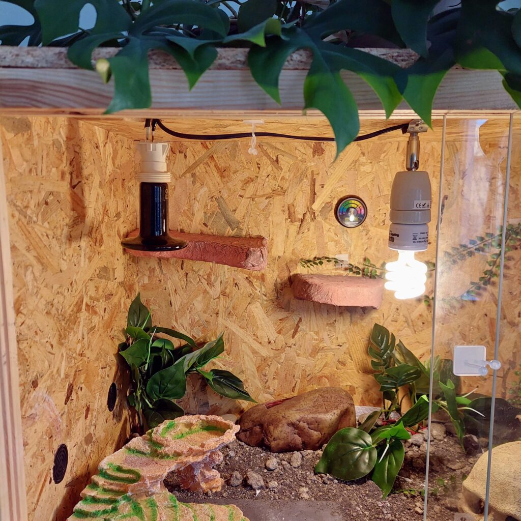 Ceramic heat emitter and ubv light combination in a leopard gecko tank