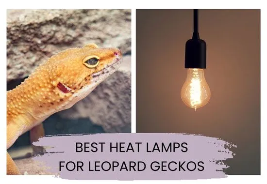 best heat lamps for leopard gecko