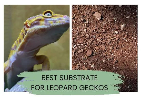 best substrate for leopard geckos