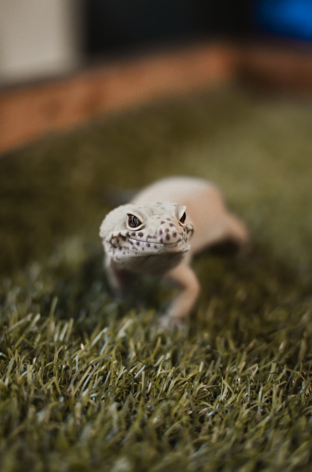 Leopard gecko on artificial grass substrate