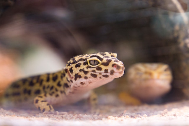Best substrate for leopard geckos