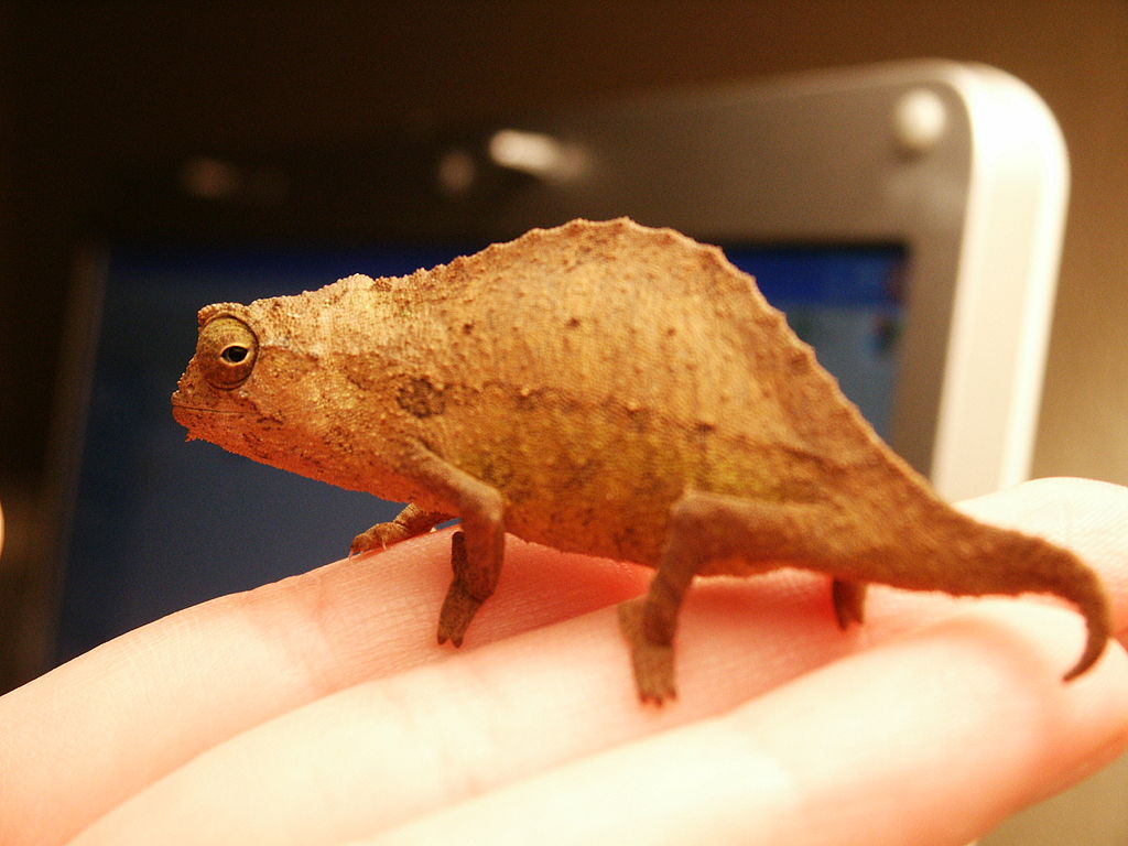 Bearded Pygmy Chameleon