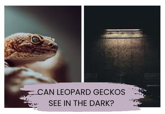 Can Leopard Geckos See in the Dark