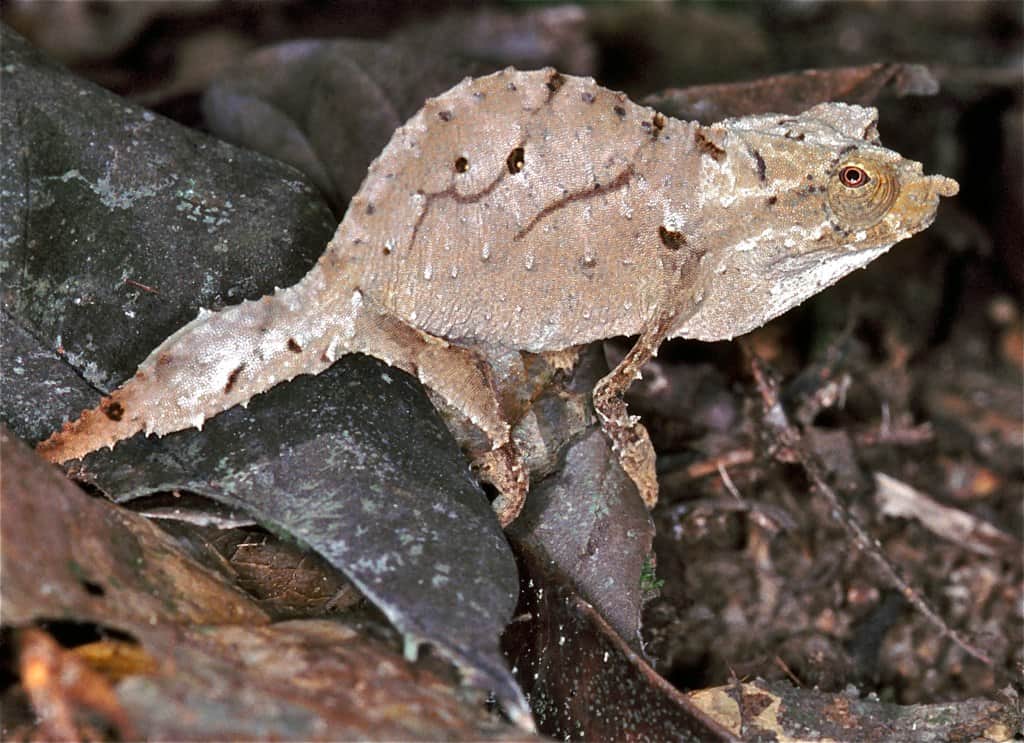 Spectrum Pygmy Chameleons