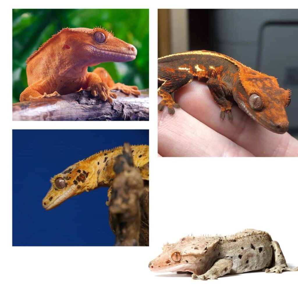 crested gecko color combinations