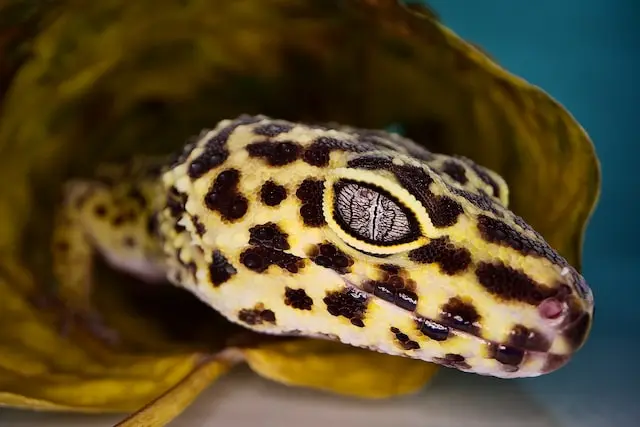leopard gecko eye closeup