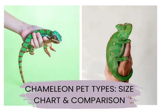Chameleon pet types