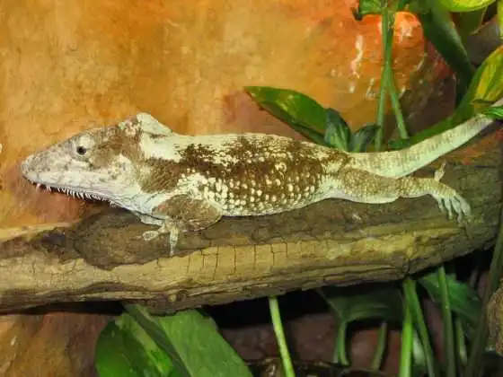 Cuban False Chameleon Chamaeleolis Barbatus