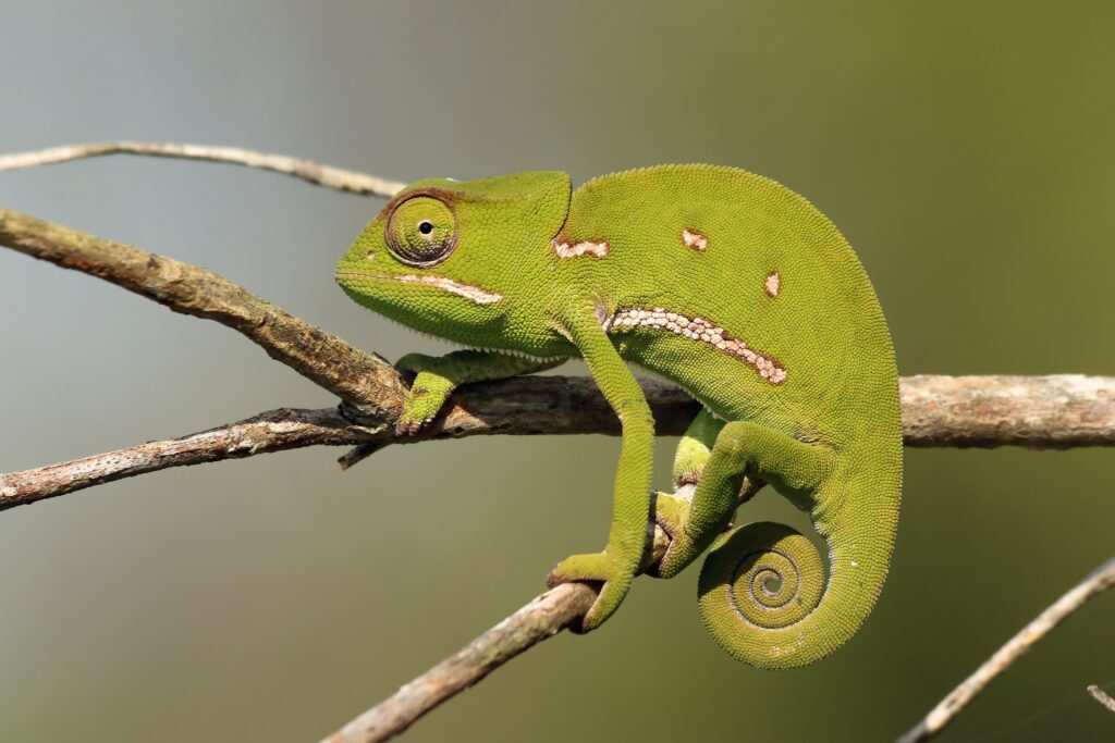 Flap necked chameleon min