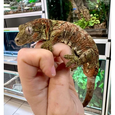 Handling Chahoua Gecko