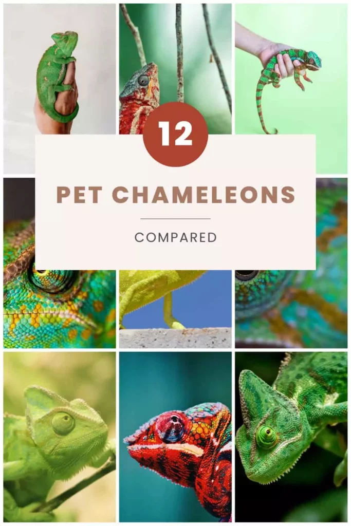 chameleon comparison