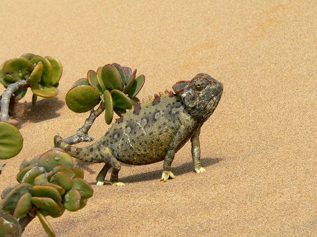 chameleon in desert