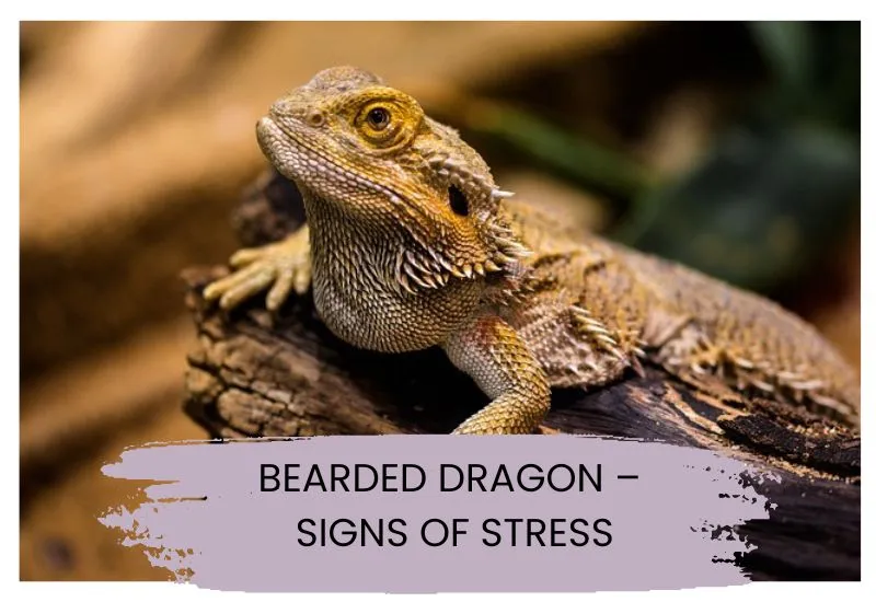 Bearded Dragon Signs of Stress