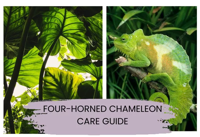 Four-Horned Chameleon Care Guide