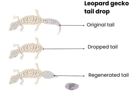 Leopard gecko tail drop