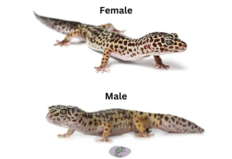Male vs Female Leopard Gecko