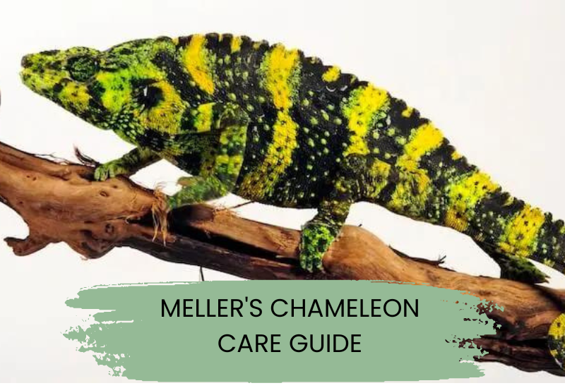 Meller's chameleon Care Guide