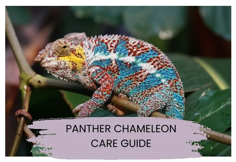 Panther Chameleon Care Guide