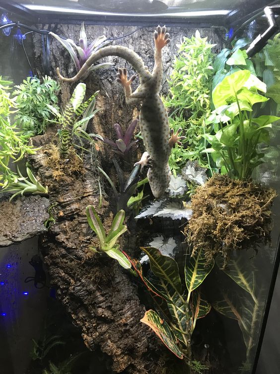 tokay gecko enclosure