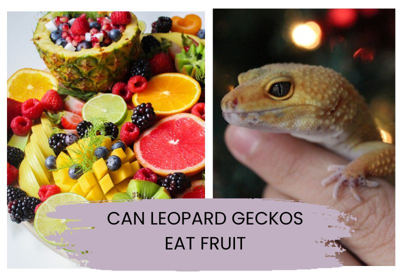 Can leopard geckos eat fruit