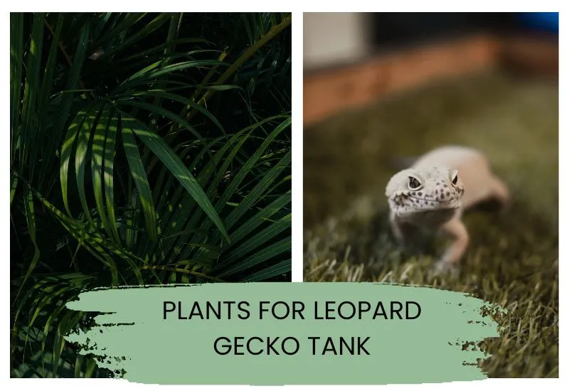 Plants For Leopard Gecko Tank