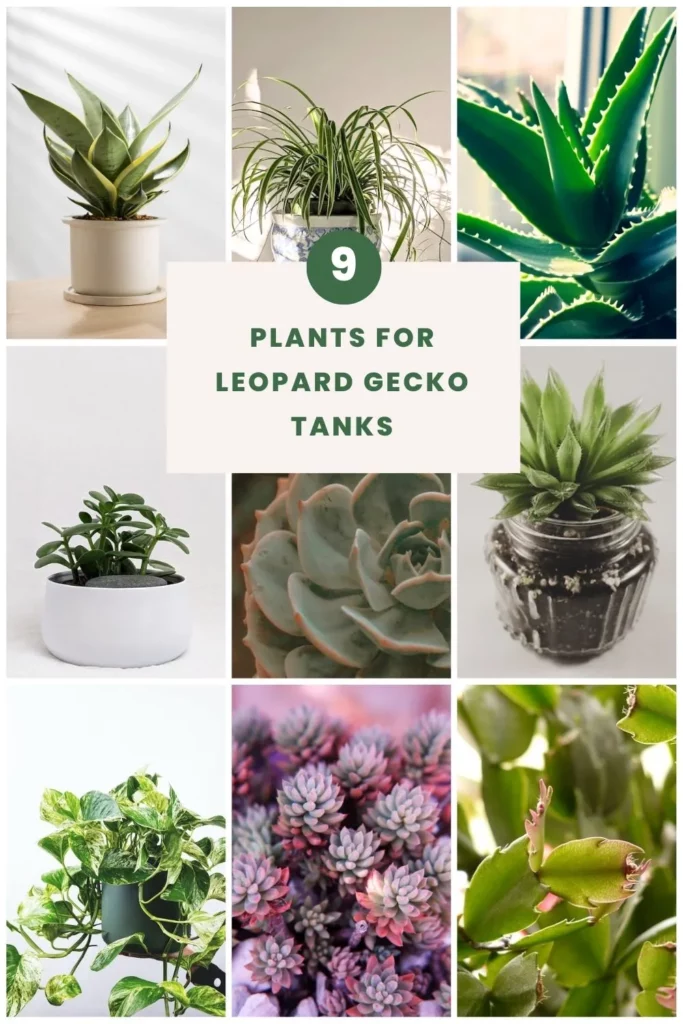Plants for Leopard Gecko Tanks