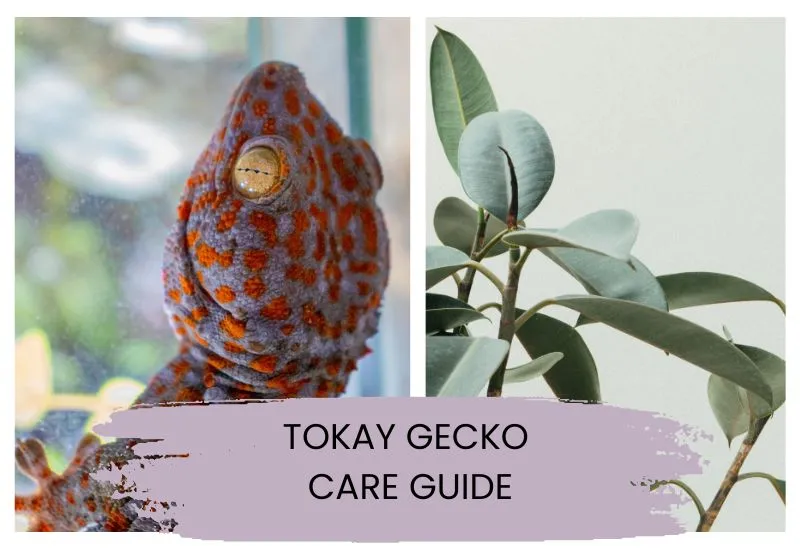 Toka gecko care