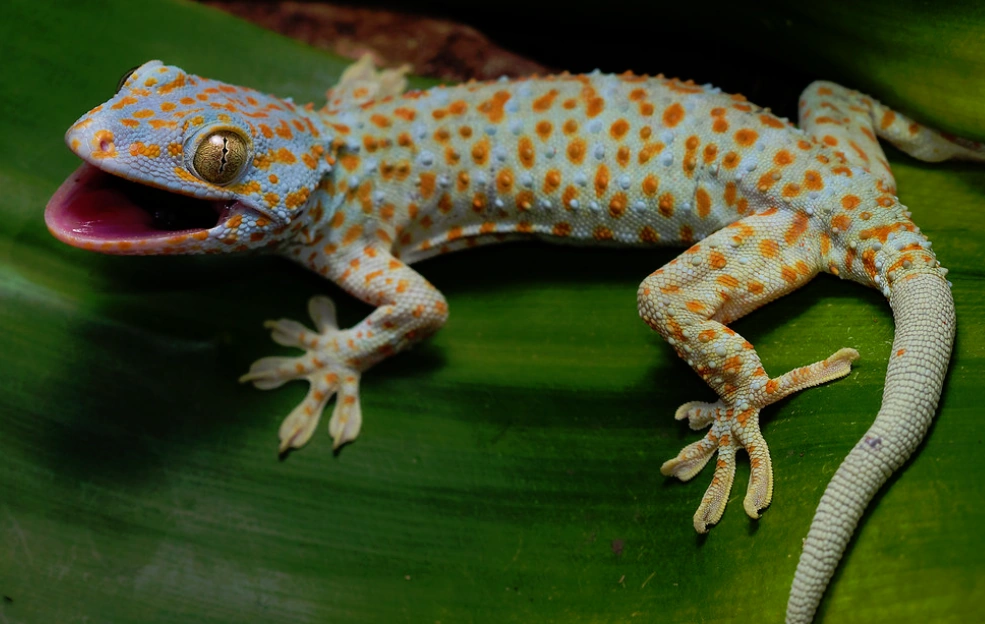 tokay gecko care