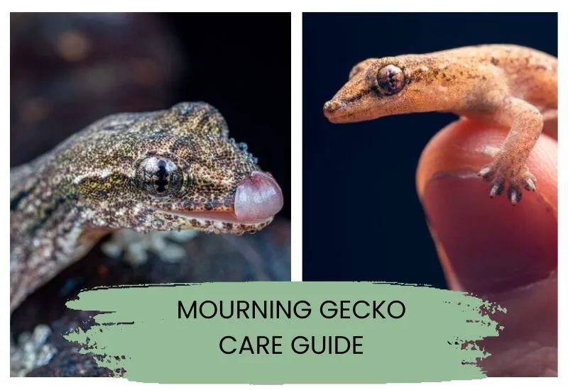 mourning gecko care guide