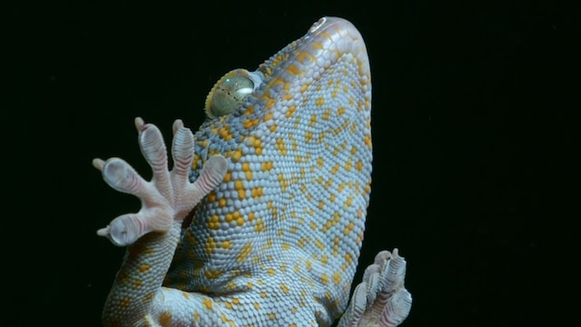 tokay gecko