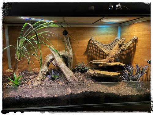 Zen Habitats PVC Panel Bearded Dragon Vivarium