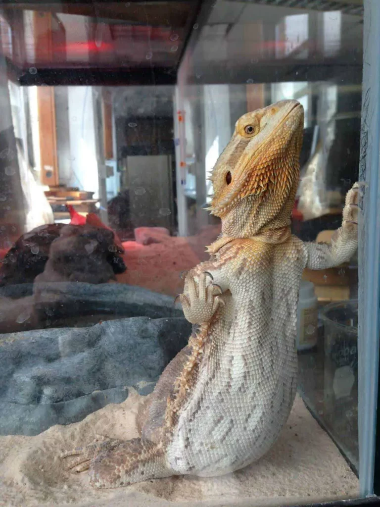 Bearded Dragon Signs of Stress 4 bearded dragon glass surfing 1152x1536 1